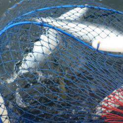 淡路じゃのひれフィッシングパーク 釣果