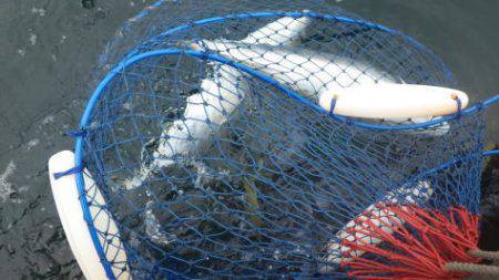 淡路じゃのひれフィッシングパーク 釣果