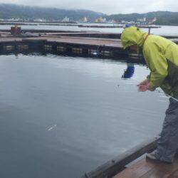 淡路じゃのひれフィッシングパーク 釣果