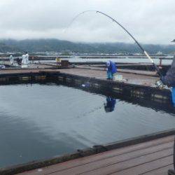 淡路じゃのひれフィッシングパーク 釣果