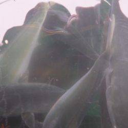 淡路じゃのひれフィッシングパーク 釣果