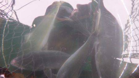 淡路じゃのひれフィッシングパーク 釣果