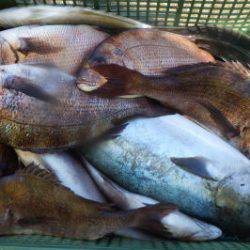 淡路じゃのひれフィッシングパーク 釣果