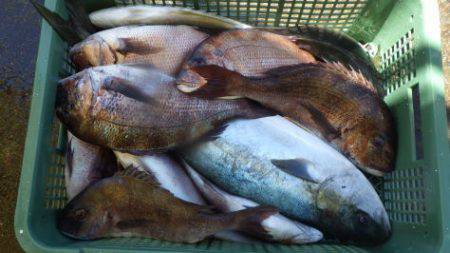 淡路じゃのひれフィッシングパーク 釣果