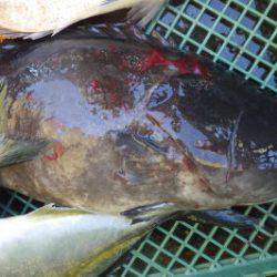 淡路じゃのひれフィッシングパーク 釣果