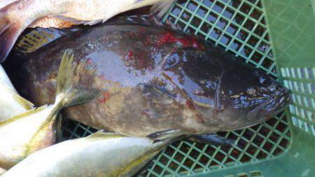 淡路じゃのひれフィッシングパーク 釣果