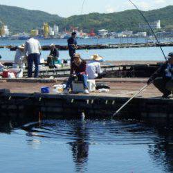 淡路じゃのひれフィッシングパーク 釣果
