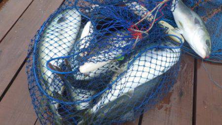 淡路じゃのひれフィッシングパーク 釣果