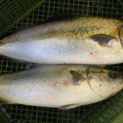 淡路じゃのひれフィッシングパーク 釣果