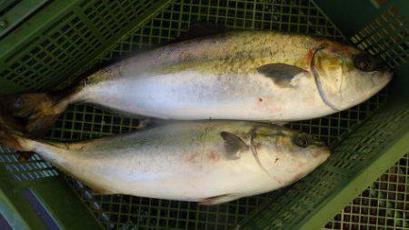 淡路じゃのひれフィッシングパーク 釣果