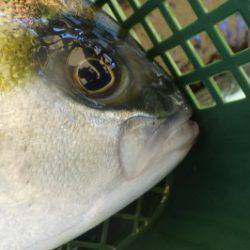淡路じゃのひれフィッシングパーク 釣果