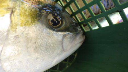 淡路じゃのひれフィッシングパーク 釣果