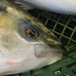 淡路じゃのひれフィッシングパーク 釣果