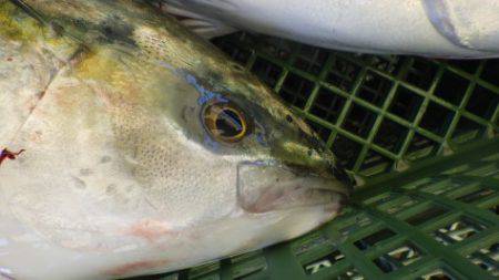 淡路じゃのひれフィッシングパーク 釣果