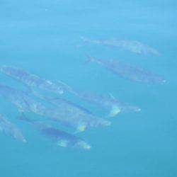 淡路じゃのひれフィッシングパーク 釣果