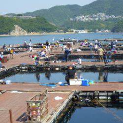 淡路じゃのひれフィッシングパーク 釣果