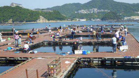 淡路じゃのひれフィッシングパーク 釣果