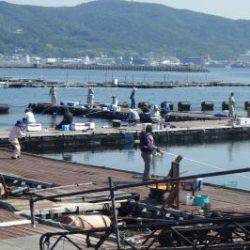 淡路じゃのひれフィッシングパーク 釣果