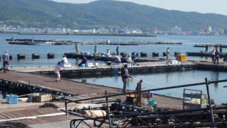 淡路じゃのひれフィッシングパーク 釣果