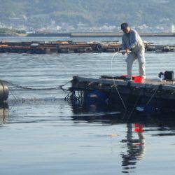 淡路じゃのひれフィッシングパーク 釣果