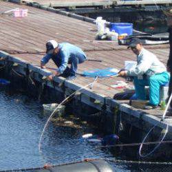 淡路じゃのひれフィッシングパーク 釣果