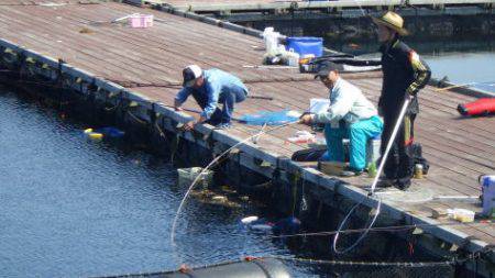 淡路じゃのひれフィッシングパーク 釣果