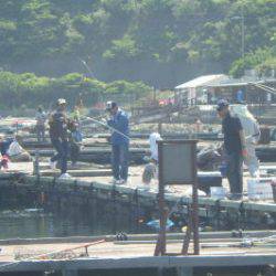 淡路じゃのひれフィッシングパーク 釣果