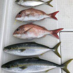 剣 釣果