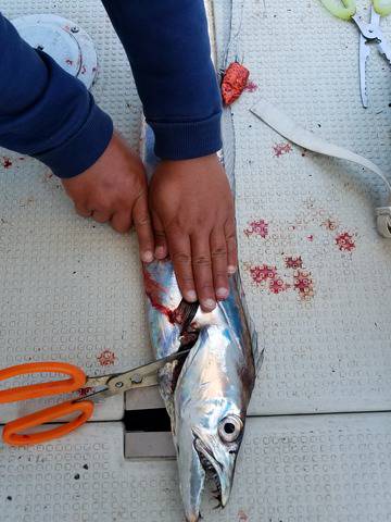 遊漁船 ニライカナイ 釣果