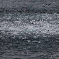 へいみつ丸 釣果