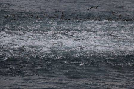 へいみつ丸 釣果