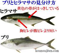 淡路じゃのひれフィッシングパーク 釣果