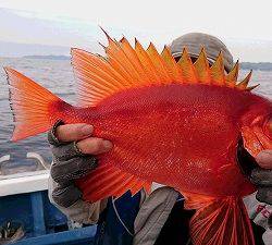 しまや丸 釣果