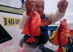 しまや丸 釣果