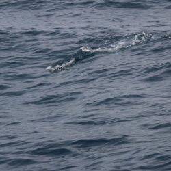 へいみつ丸 釣果