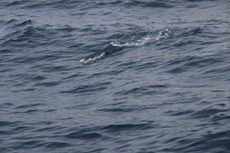 へいみつ丸 釣果