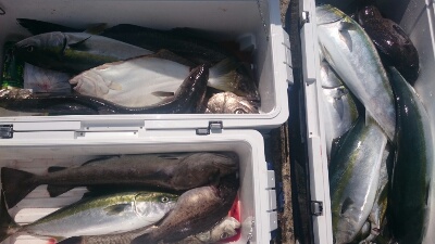 IDATEN(イダテン) 釣果