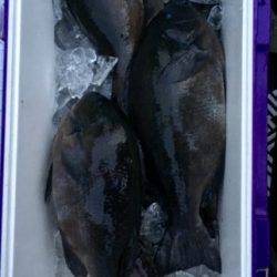 鵜来島家本渡船 釣果