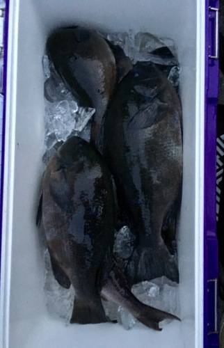 鵜来島家本渡船 釣果