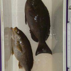 鵜来島家本渡船 釣果