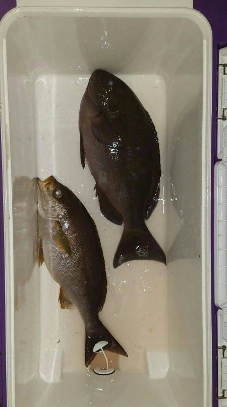 鵜来島家本渡船 釣果