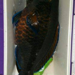 鵜来島家本渡船 釣果