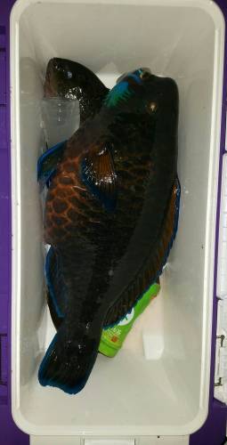 鵜来島家本渡船 釣果