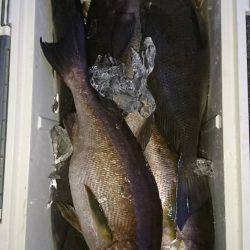 鵜来島家本渡船 釣果