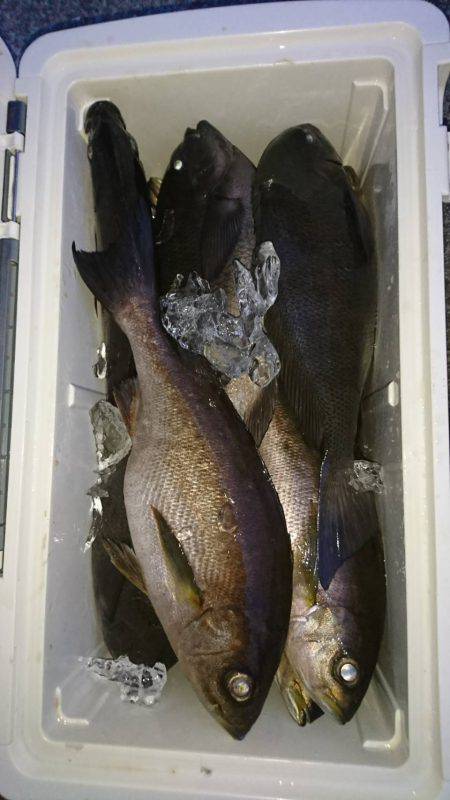 鵜来島家本渡船 釣果