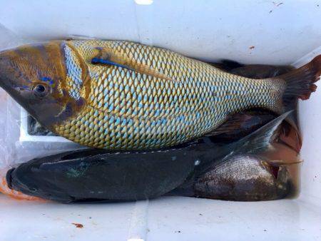 鵜来島家本渡船 釣果