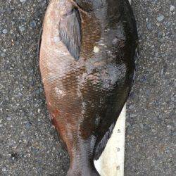 鵜来島家本渡船 釣果