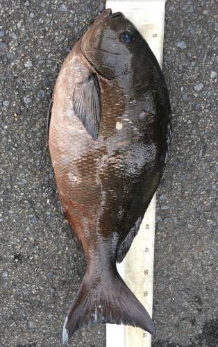 鵜来島家本渡船 釣果