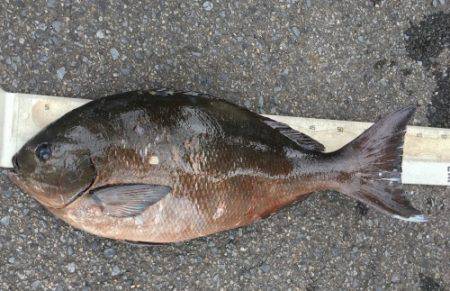 鵜来島家本渡船 釣果