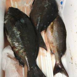 鵜来島家本渡船 釣果